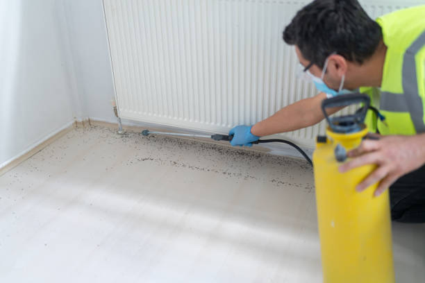 Best Cockroach Control Services  in Belle, WV