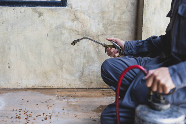 Best Termite Control Services  in Belle, WV